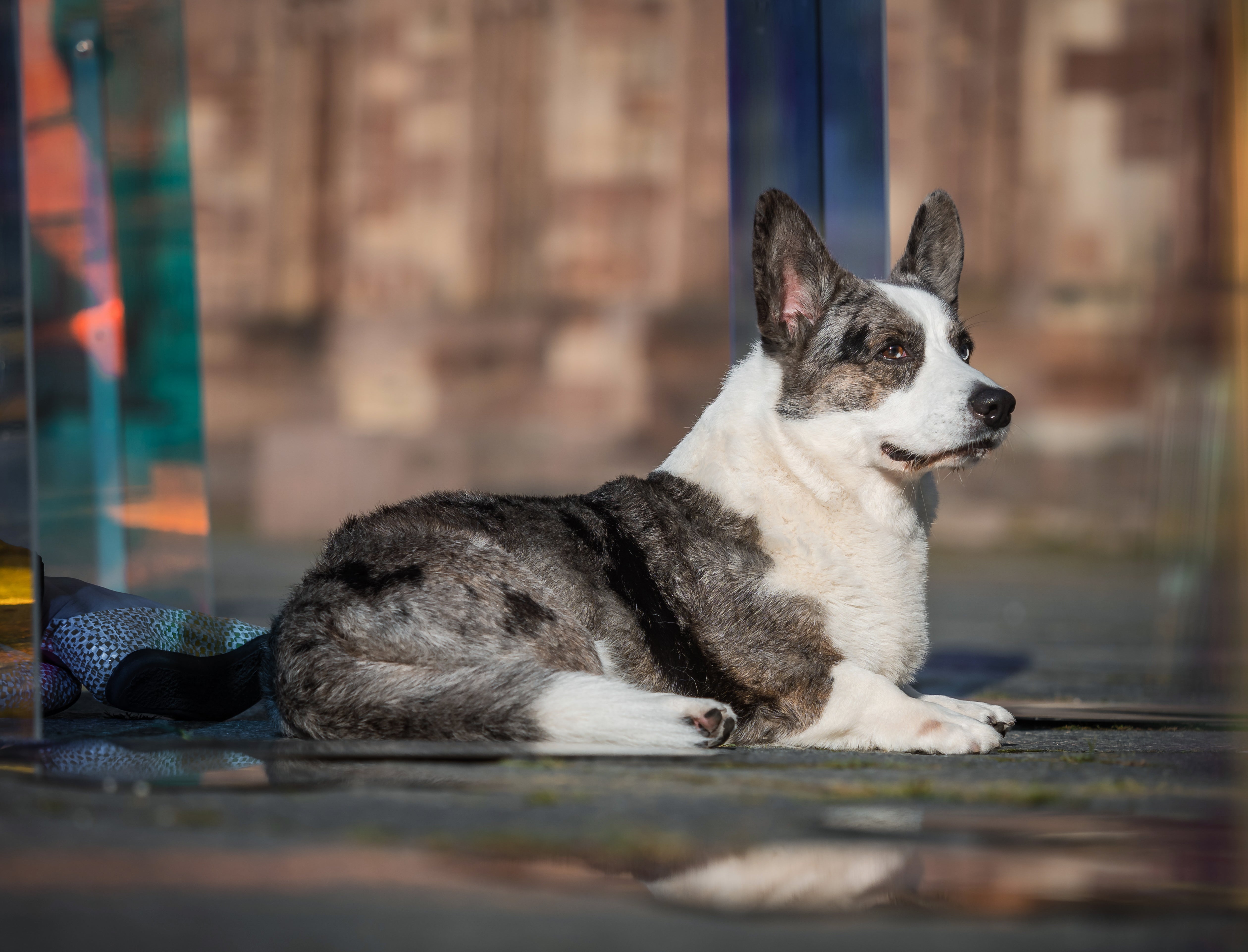 Cardigan Welsh Corgi Dog Breed & Adoption Info | Petfinder